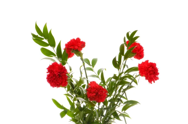 stock image Red carnations isolated on the white