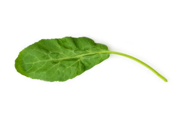 Green leaf isolated on the white — Stock Photo, Image