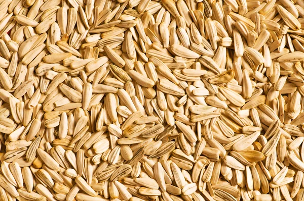 Lots of sunflower seeds — Stock Photo, Image