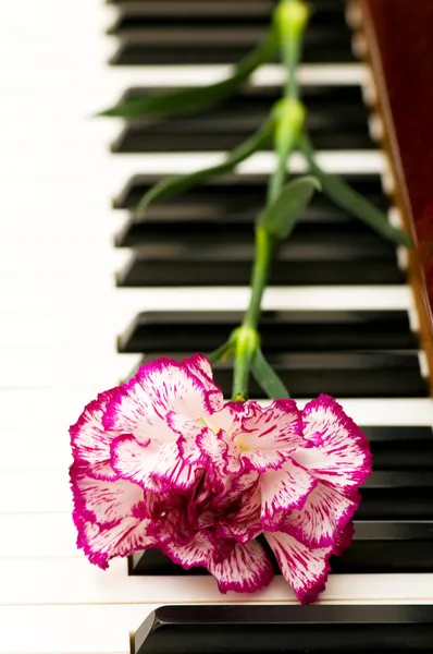 Concepto romántico - clavel en el piano —  Fotos de Stock