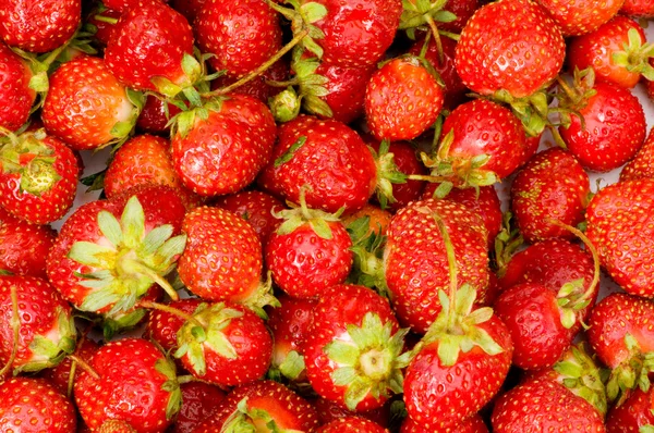 Beaucoup de fraises — Photo
