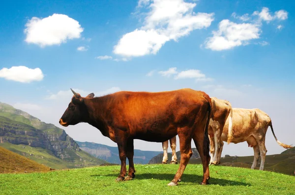 Three cows at the top of the hill — Stock Photo, Image