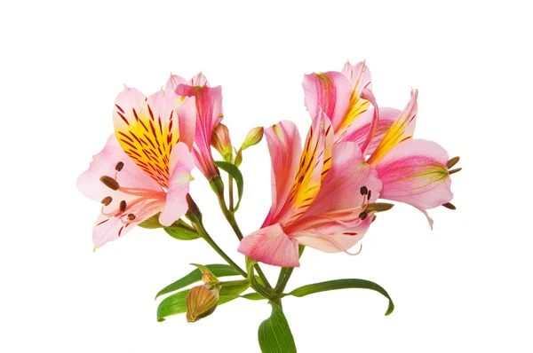 Colourful lilies isolated on the white — Stock Photo, Image