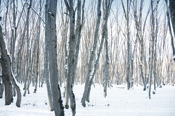 Skogen en ljusa soliga vinterdag — Stockfoto