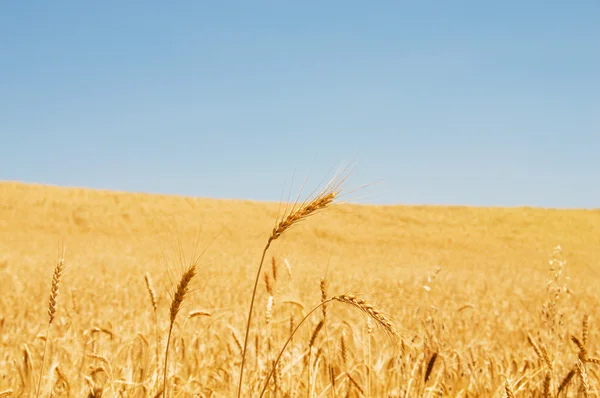 Buğday alan aydınlık yaz gününde — Stok fotoğraf