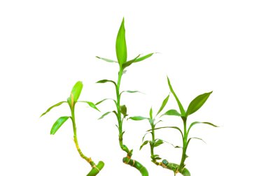 Bamboo branches isolated on the white clipart