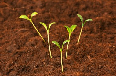 New life concept - green seedlings clipart