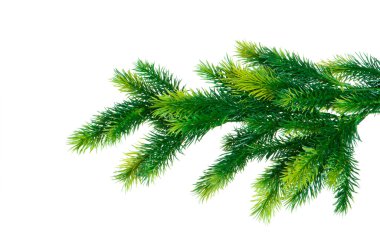 Close up of fir tree branch isolated clipart