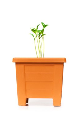 Green saplings growing clipart