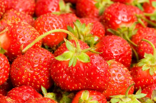 Massor av jordgubbar — Stockfoto