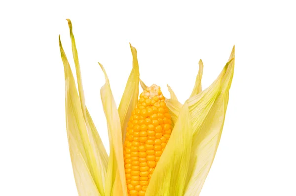 Pannocchia di mais isolato sul bianco — Foto Stock