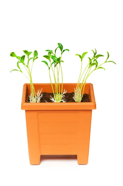 Green saplings growing in the clay pot — Stock Photo, Image