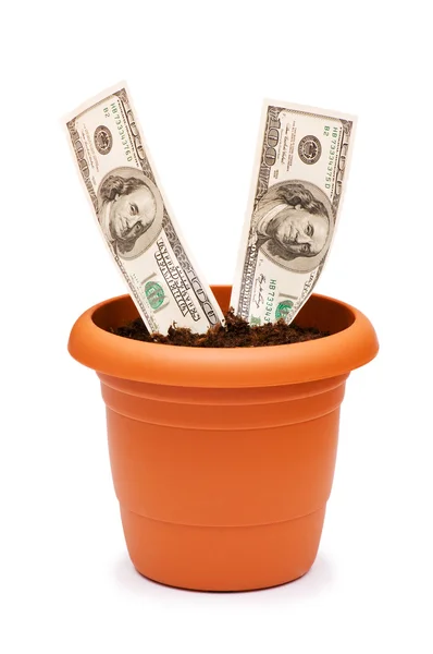 stock image Dollars growing in the pot isolated