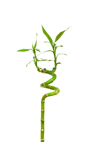 Bambu dalları üzerinde beyaz izole — Stok fotoğraf