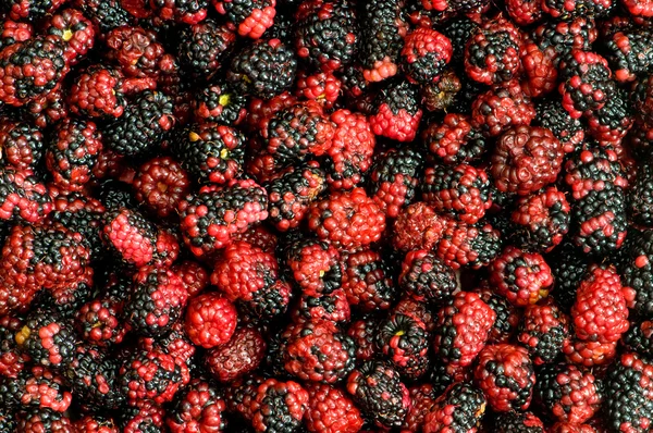 Lots of berries — Stock Photo, Image