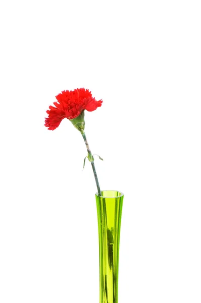 Red carnation in green vase isolated — Stock Photo, Image