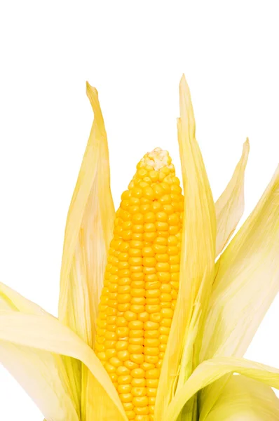 Espiga de milho isolada no branco — Fotografia de Stock