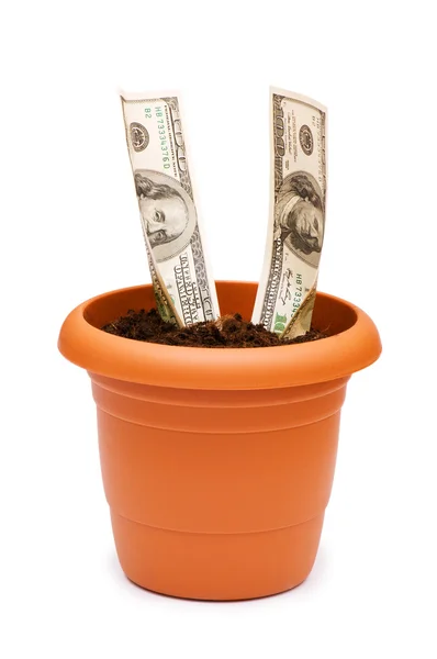 stock image Dollars growing in the pot isolated