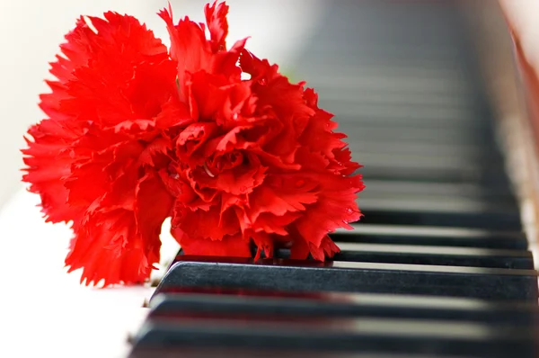 Червона гвоздика на клавішах піаніно — стокове фото