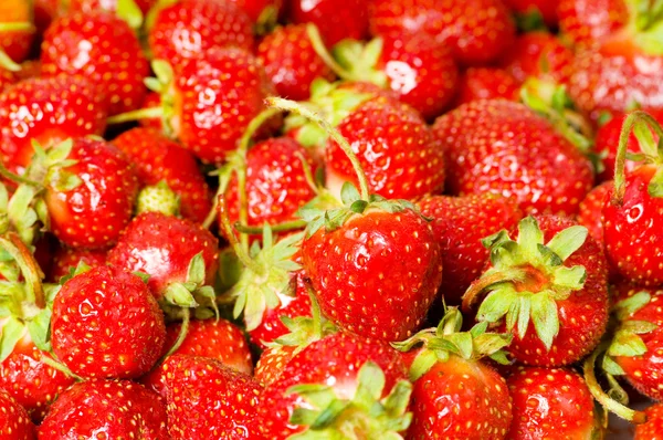 Fruit concept - rode aardbeien — Stockfoto