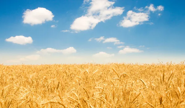 Wheat field on the bright day — Stock Photo, Image