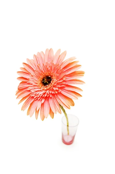 Gerber daisy in glass isolated — Stock Photo, Image