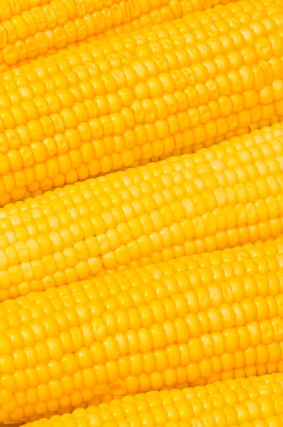 Extremo close-up de espigas de milho — Fotografia de Stock