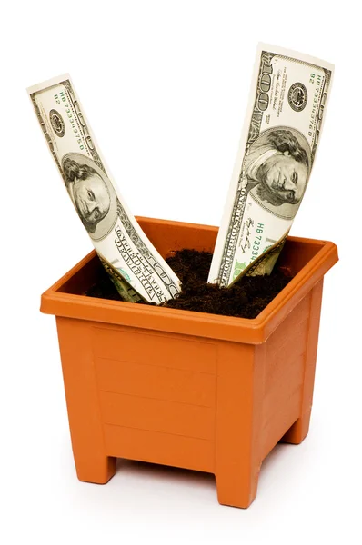 stock image Dollars growing in the pot isolated