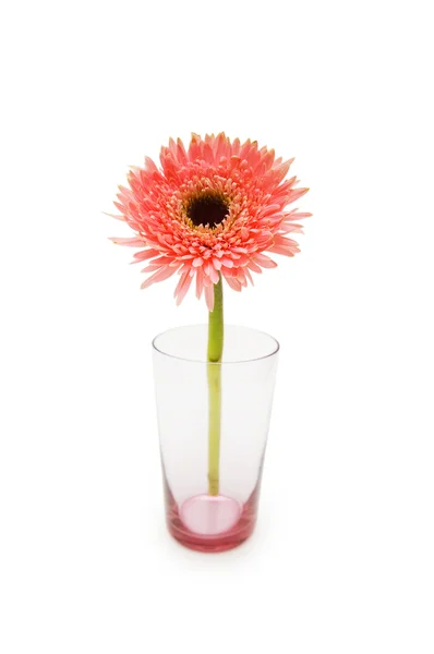 Gerber daisy isolated — Stock Photo, Image