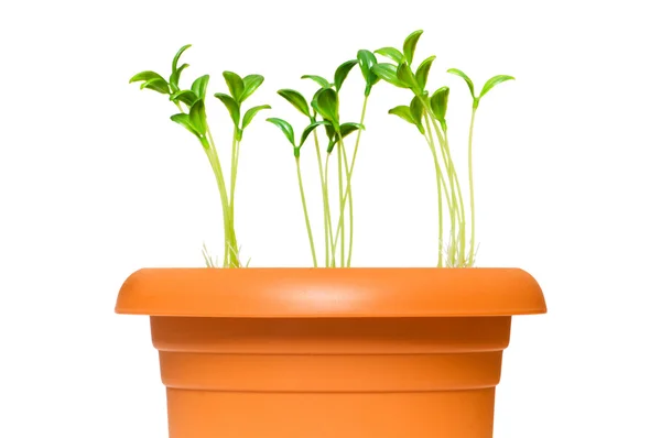 Green saplings growing in the clay pot — Stock Photo, Image