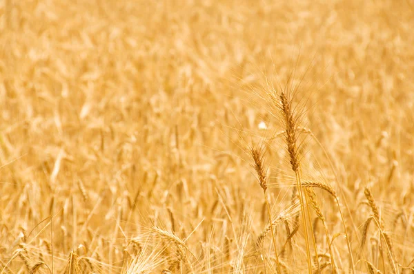 Nahaufnahme von Weizen an einem Sommertag — Stockfoto