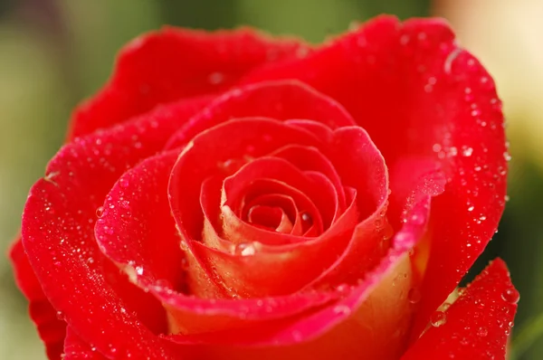 Zblízka červená růže — Stock fotografie