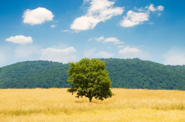 Árbol solitario en el campo de trigo — Foto de Stock