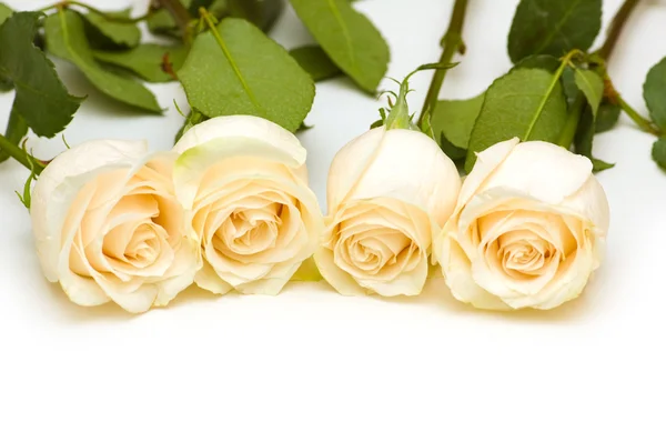 Ολόφρεσκα τριαντάφυλλα απομονωμένη στο λευκό — Φωτογραφία Αρχείου