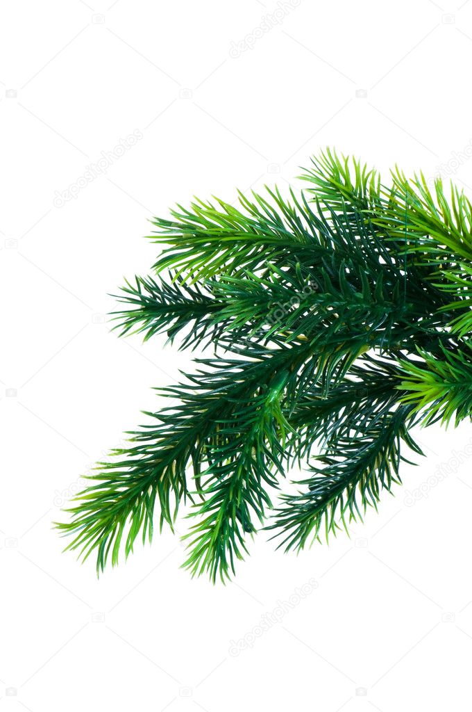 Close up of fir tree branch isolated