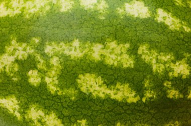 Close up - skin of the watermelon clipart