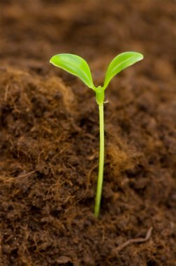 Green seedling growing out of the soil clipart