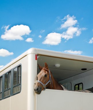 Horse in the van on bright day clipart