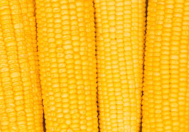 Extreme close up of yellow corn cobs clipart