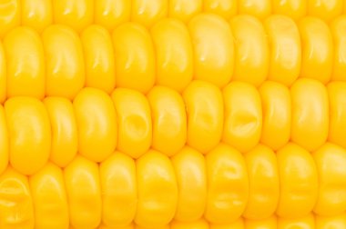 Extreme close up of yellow corn cobs clipart