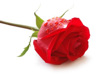 Rosebud with water drops isolated clipart