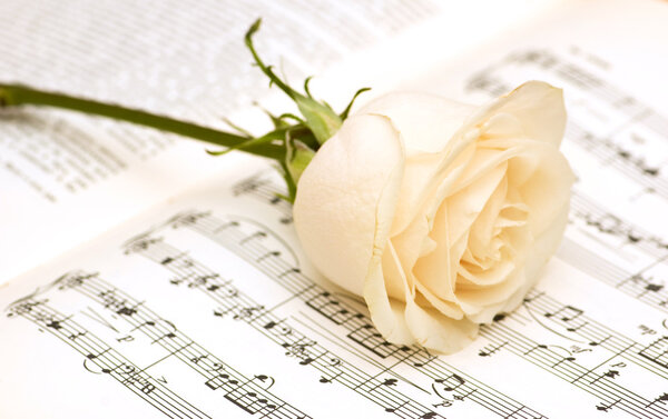 Single white rose on musical notes