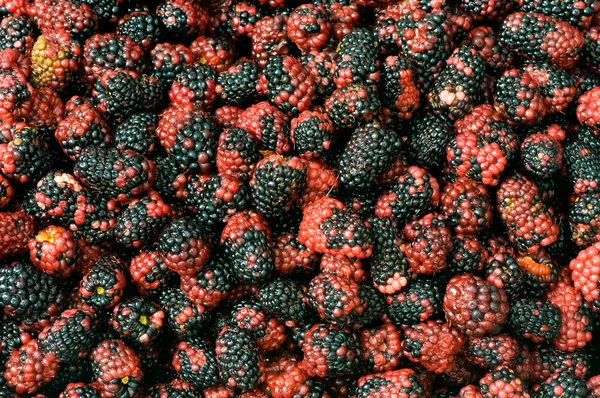 Lots of berries arranged — Stock Photo, Image