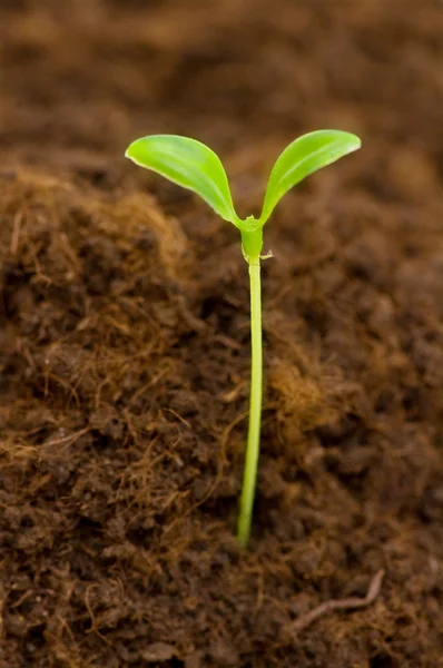 Green seedling growing out of the soil — Stock Photo, Image