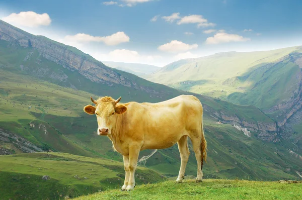在山的棕色母牛 — 图库照片