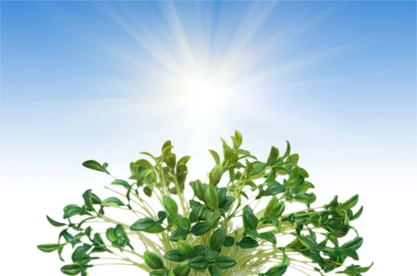 Fresh green leaves against the sky — Stock Photo, Image