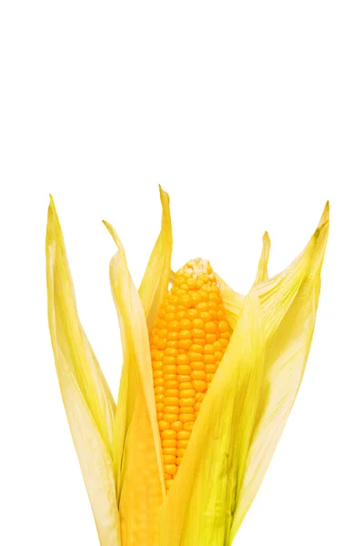 Кукурудзяний коб ізольований на білому — стокове фото