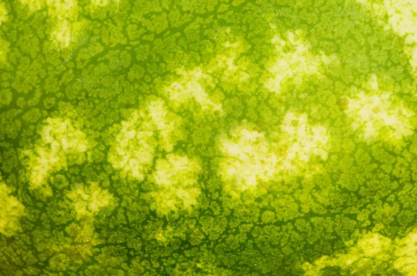 수 박의 녹색 피부 — 스톡 사진