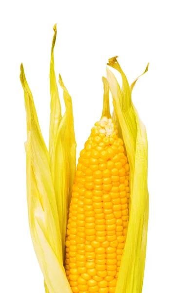 Kukorica cob elszigetelt a fehér — Stock Fotó
