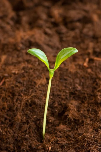 New life concept - green seedling — Stock Photo, Image